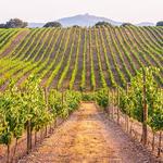 Vineyards + Wine tasting (Everywhere)