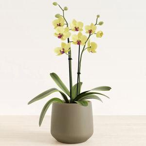 Yellow Orchid For Sale | Self-Watering Indoor Plant | easyplant