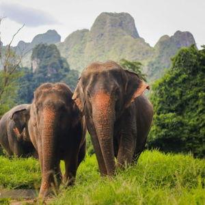 Elephant Visit in Chiang Mai