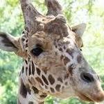 Dallas Zoo