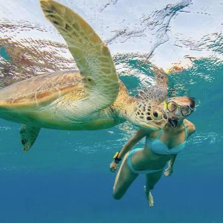 Snorkeling in Maui to Turtle Town