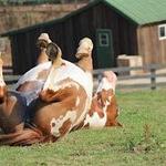 Spring Valley Farm