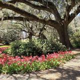Airlie Gardens
