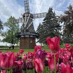 Veldheer Tulip Gardens- Holland