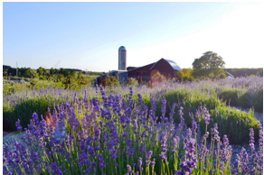 The Wedding Website of cigdem aydin and Scott Chamberlain