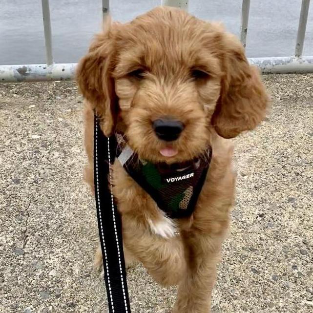 In March 2020, Katie & Derek got their first dog together. Meet Norman!