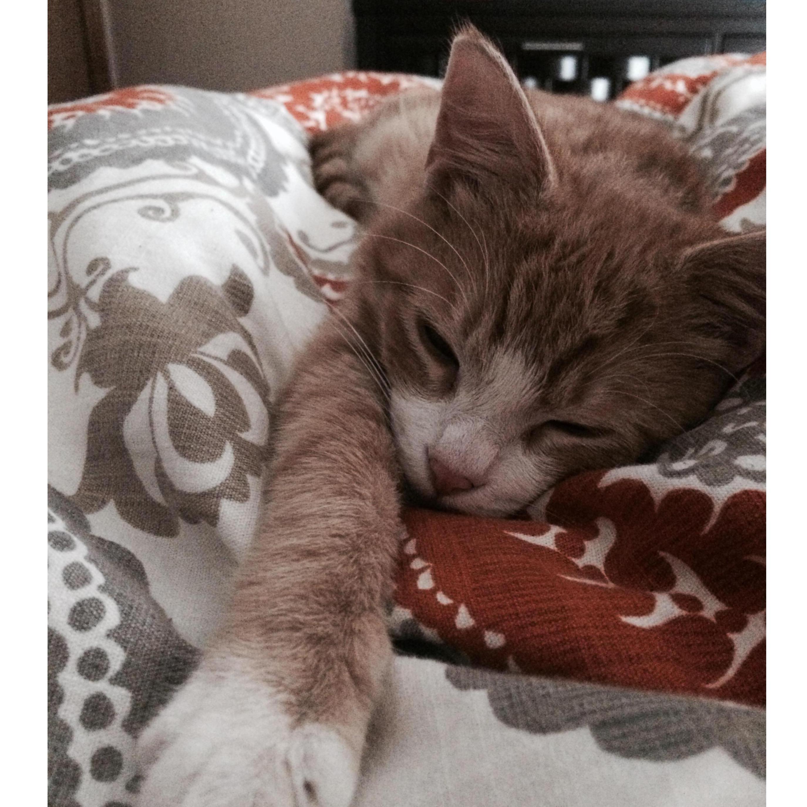 August 2015 we get Titan! He's our first furbaby