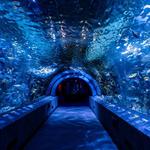 Newport Aquarium