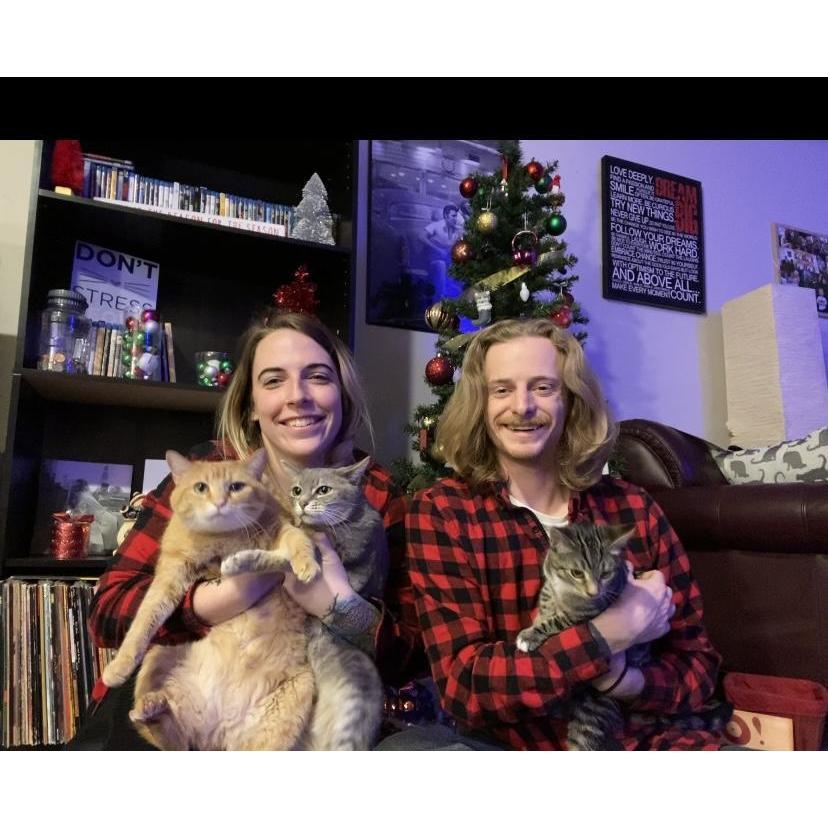 Our three kitties: Penelope, Lily, and Violet
