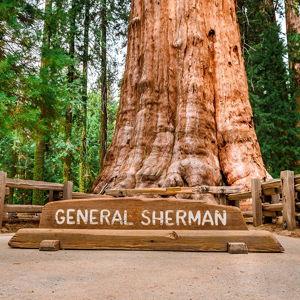 Road Trip to See General Sherman