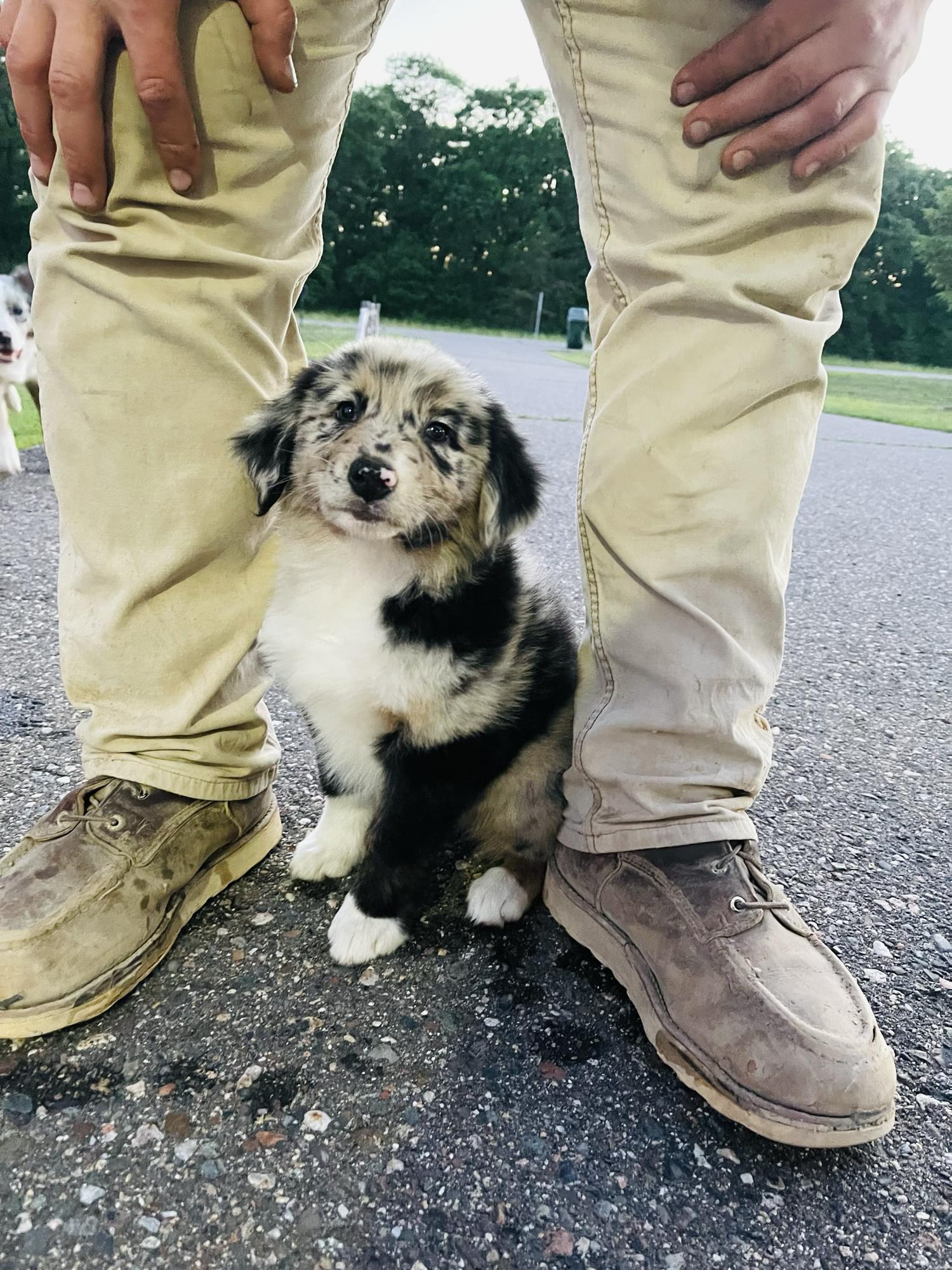In June we added another little wiggle butt to our family! Meet Miss Stella!❤️