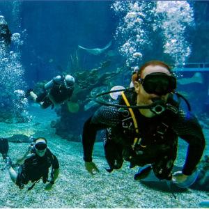 EPCOT Seas Adventures – DiveQuest