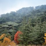 Réserve naturelle du Chouf