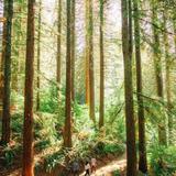 Forest Park (NW)