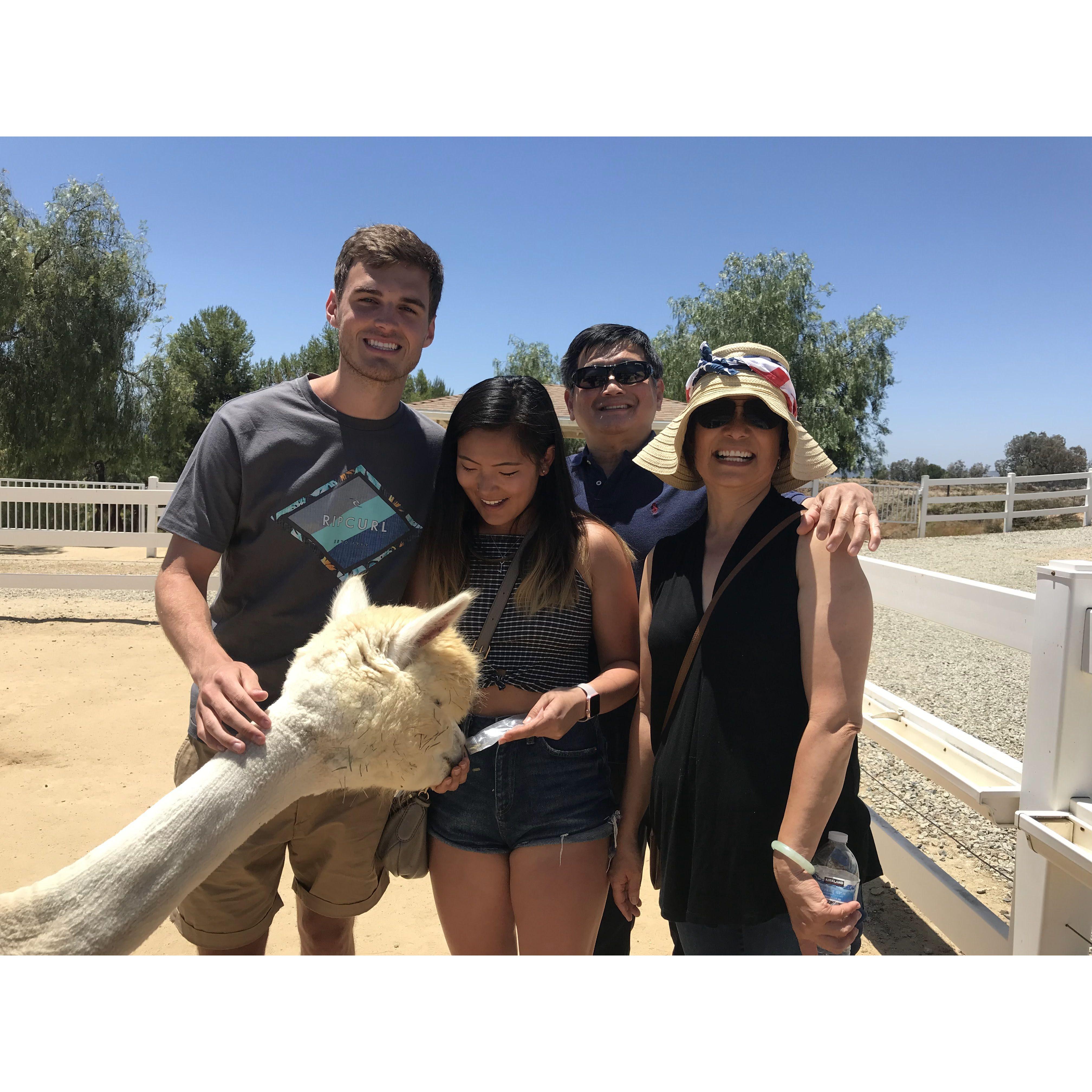 Our llama & alpaca outing in Temecula