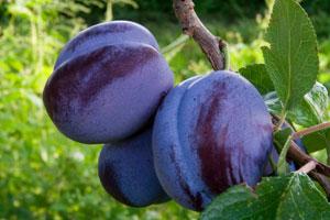 Plum Tree