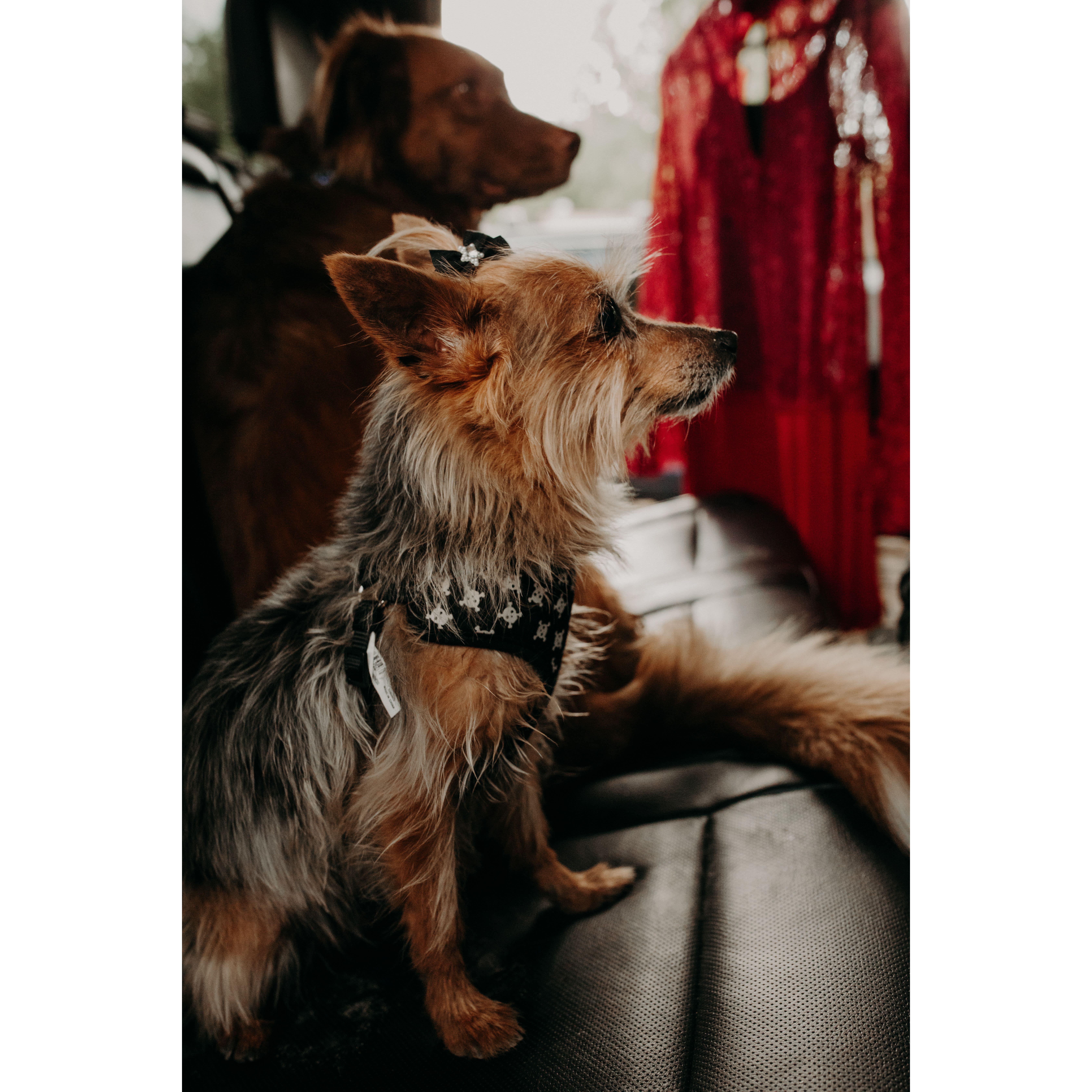 Engagement shoot