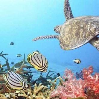Snorkling on secluded beaches through Swashbucklin’ Tours