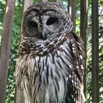 Cascades Raptor Center