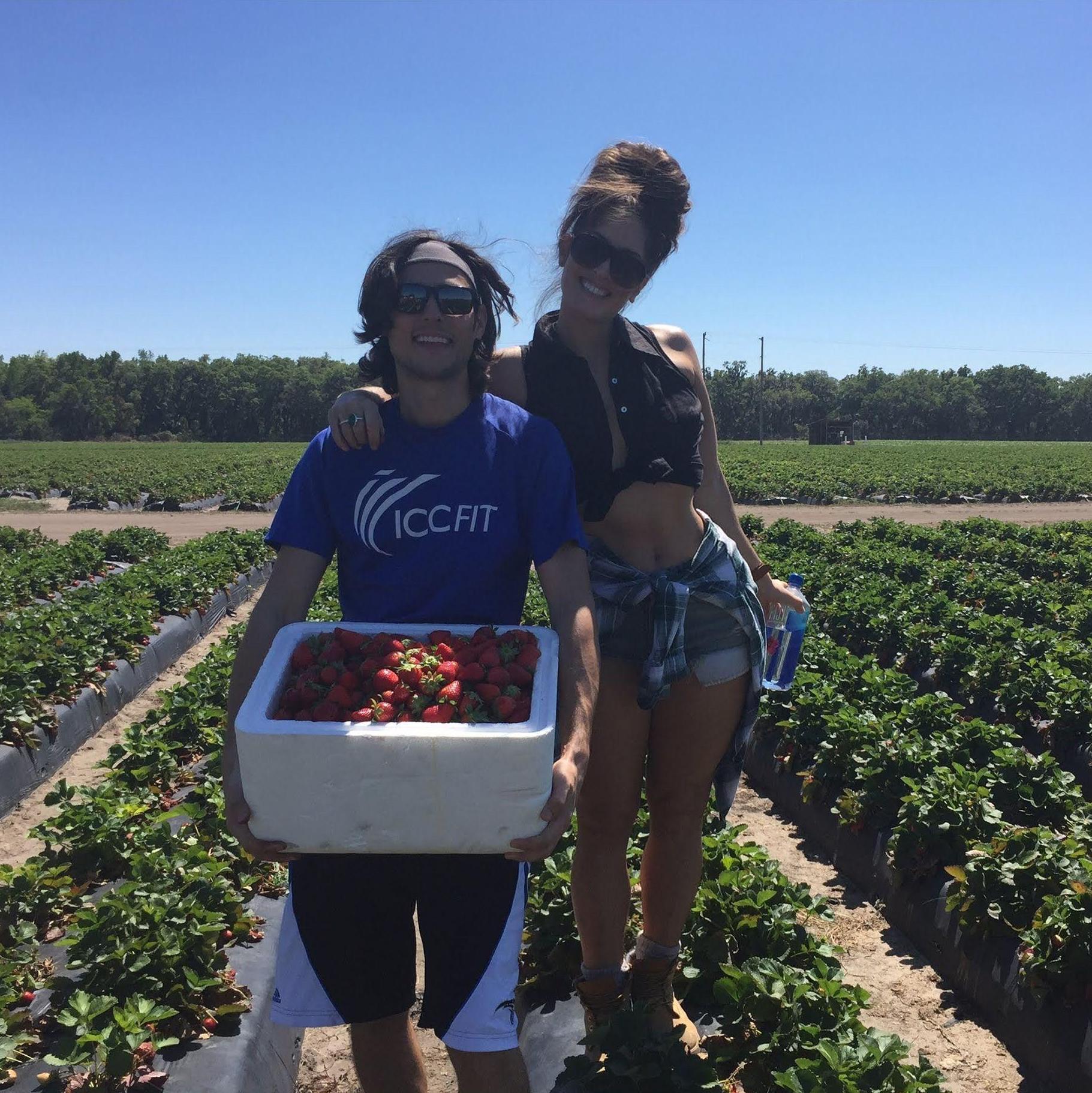 Annual tradition of Strawberry picking in FL.