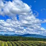 Chateau Meichtry Family Vineyard and Winery