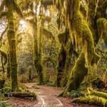 Hoh Rain Forest: Olympic National Park