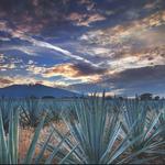 Tequila