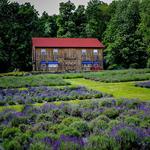 Peace Valley Lavender Farm