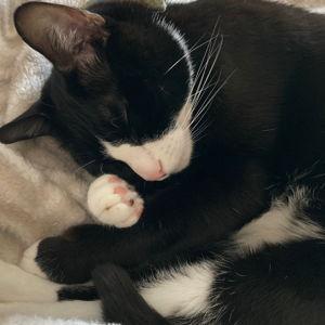 Donate to ASAP Cats