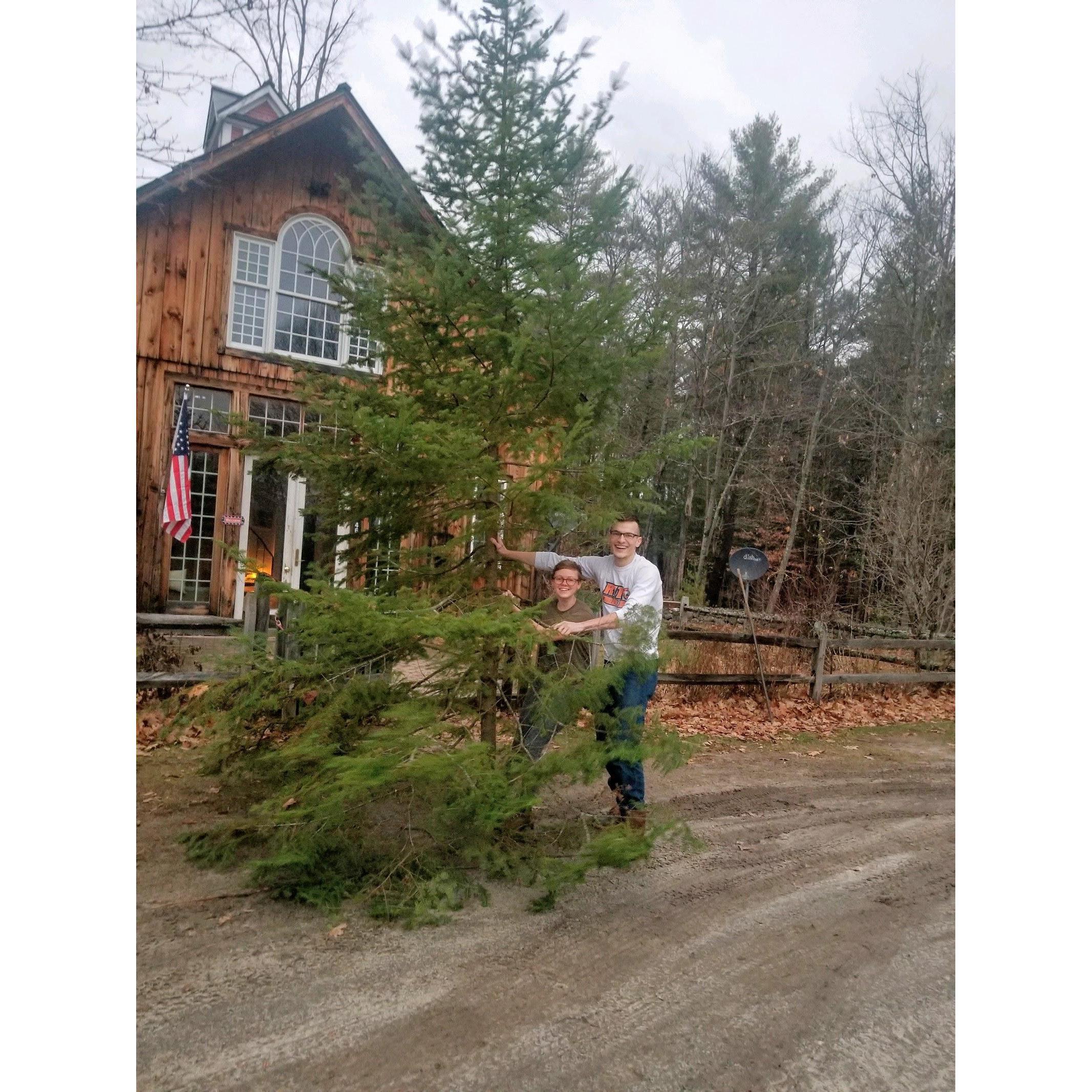 We might have underestimated how tall this tree is - November 2020