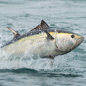 Game Fishing Charter in Mallorca