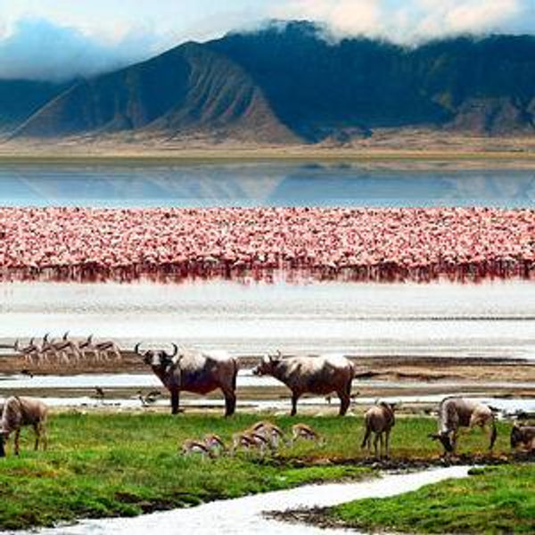 Ngorongoro Crater Game Drive