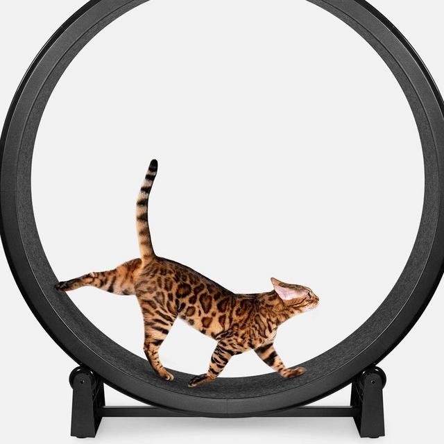 ONE FAST CAT Gen 7 Cat Exercise Wheel, Black with Black Felt Pads - Chewy.com
