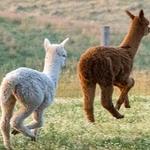 Grazing Hills Alpaca Ranch