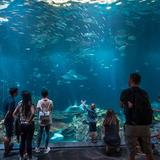 Shedd Aquarium