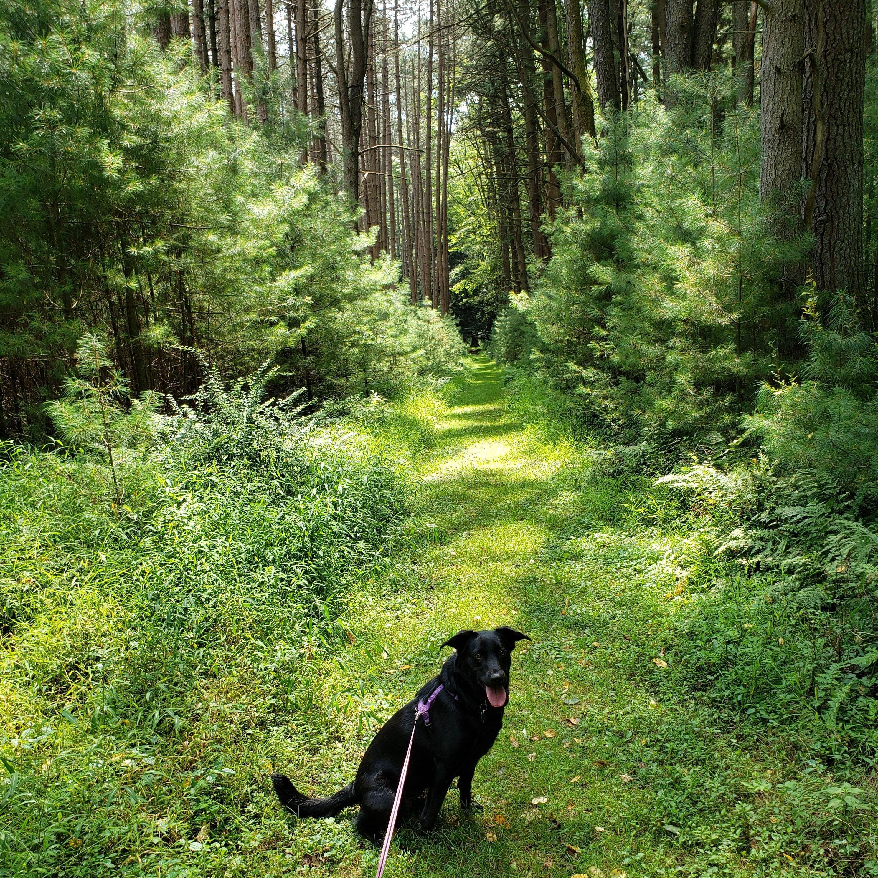 On a hike on the Old Logging Road. Cook Forest State Park, PA 2020