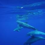 Indigo Ocean Hawaii