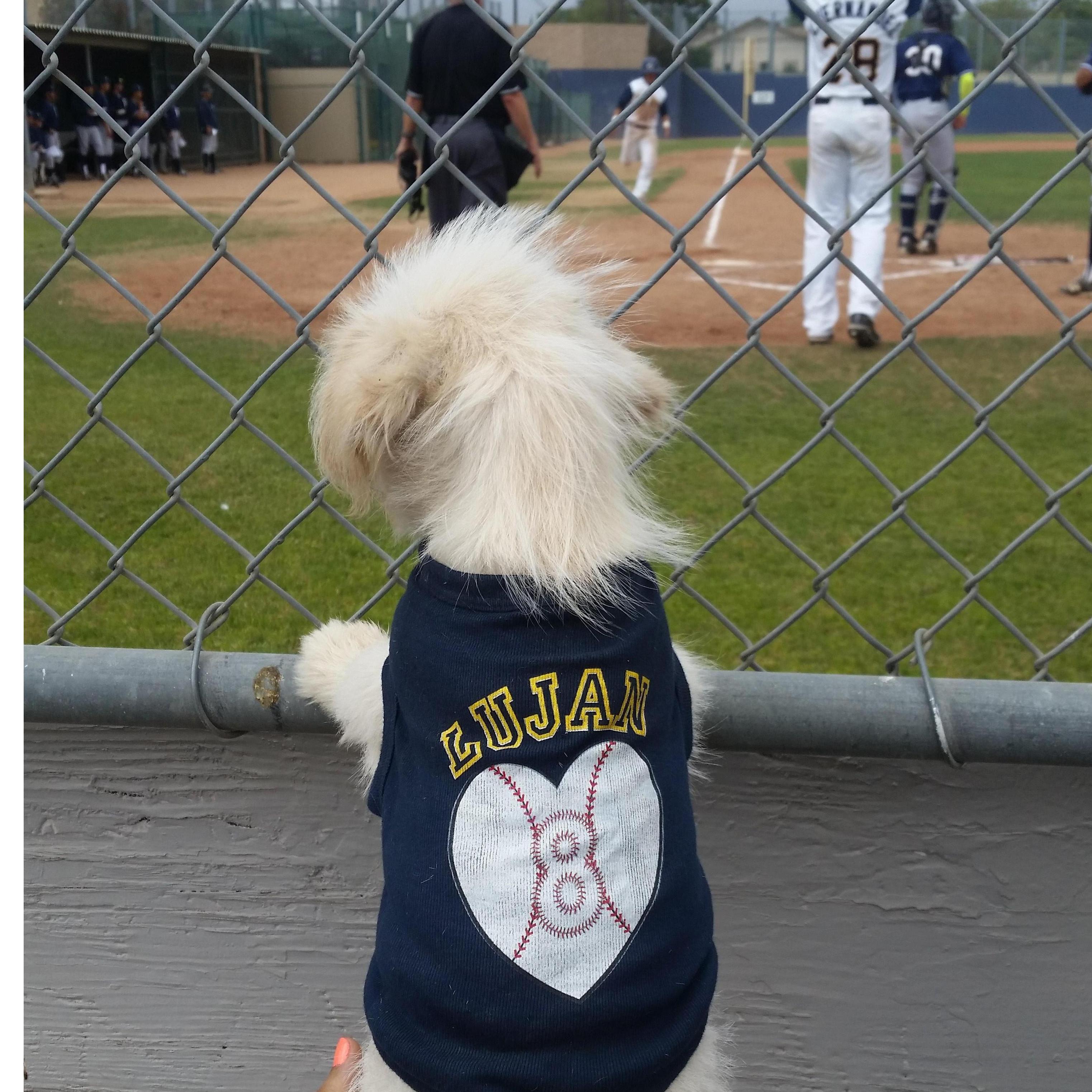 Our first puppy together, Zeus, watching his daddy play baseball!