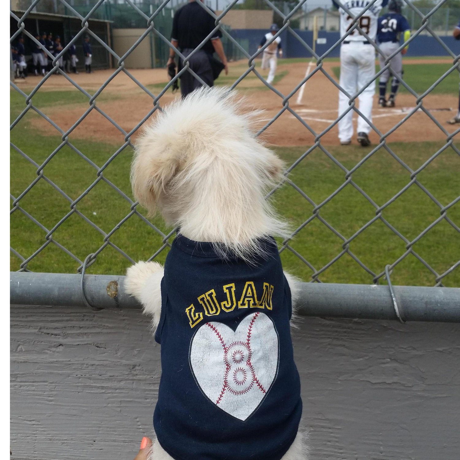 Our first puppy together, Zeus, watching his daddy play baseball!