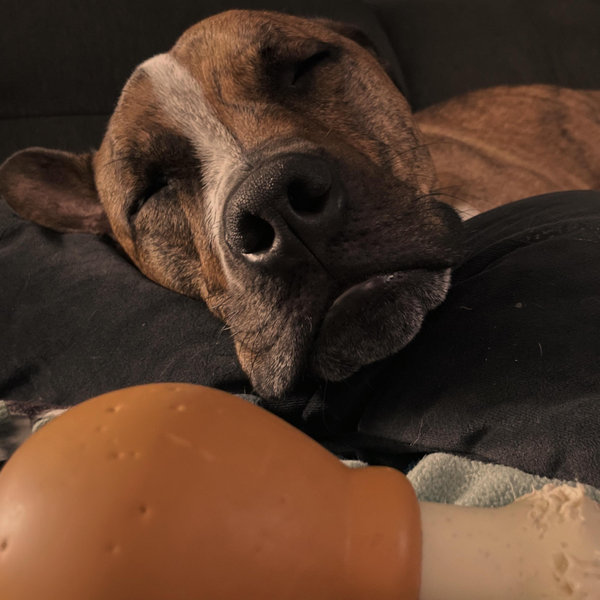 Dexter Toy Fund
