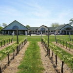 Mattebella Vineyards