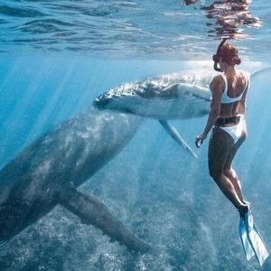 Honeymoon: Swimming with Humpback Whales (Moorea)