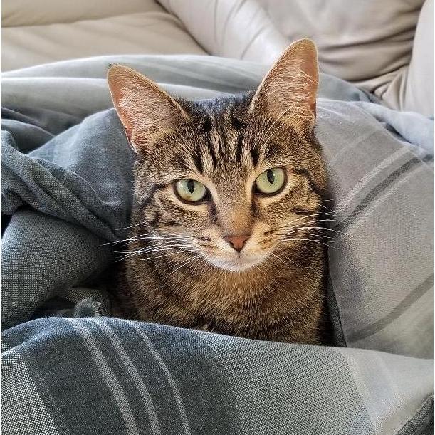 Minerva