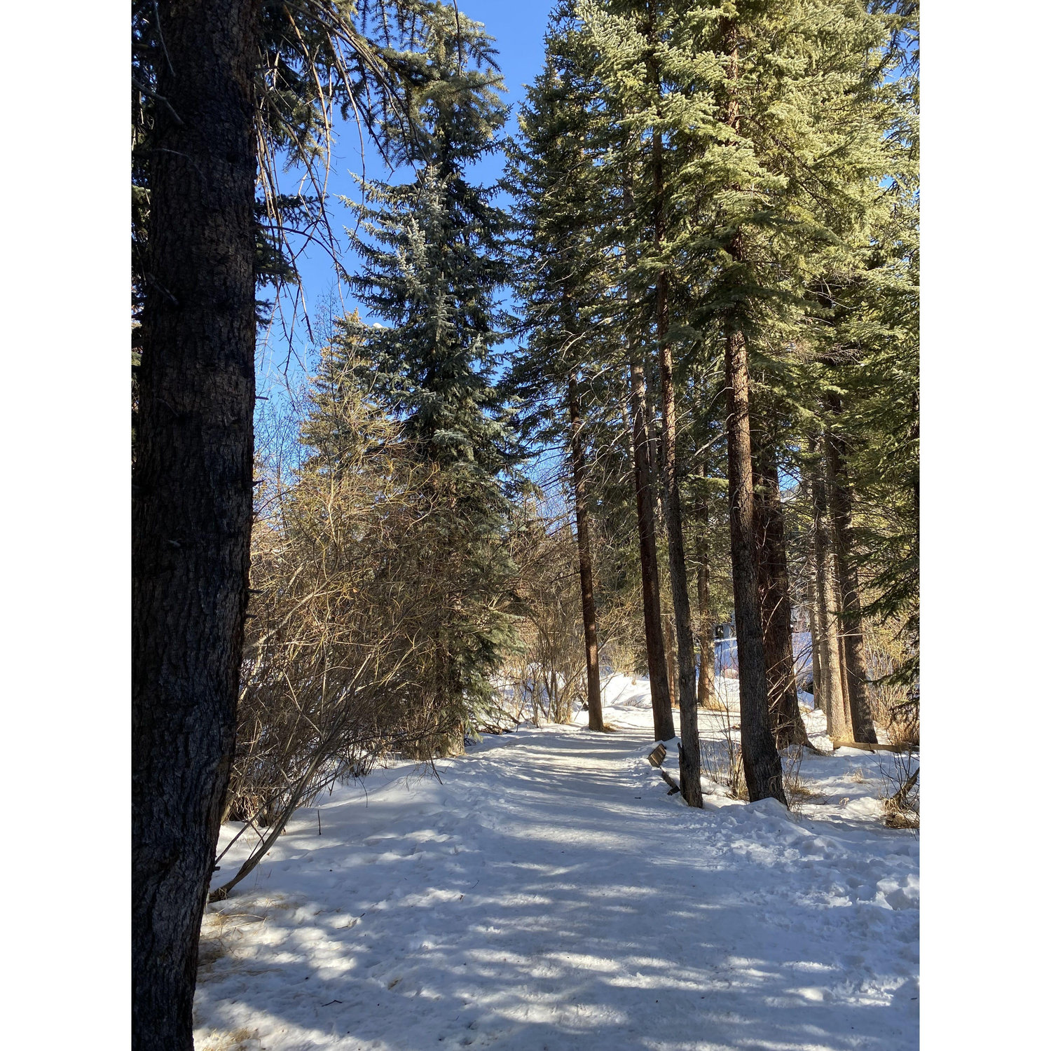 A glimpse of the trail on the way to the bridge...