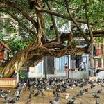 Parque de las Palomas (Park)