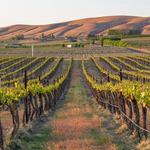 Red Mountain Wineries