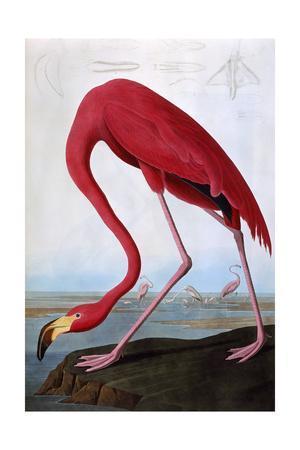 American FlamingoBy John James Audubon