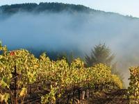 Failla Wines