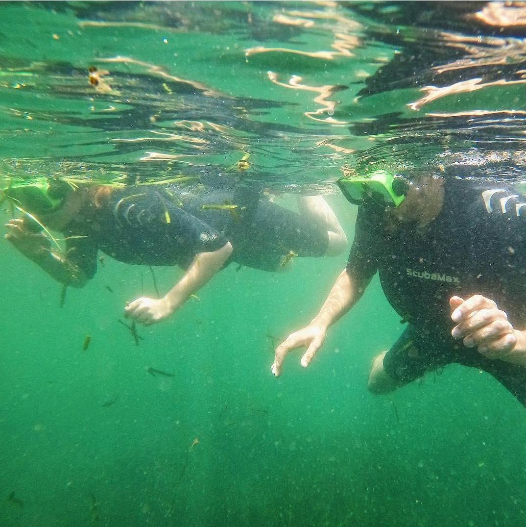 In search of manatees in Crystal River, Florida