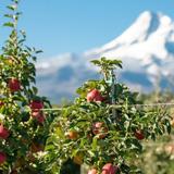 Hood River Fruit Loop